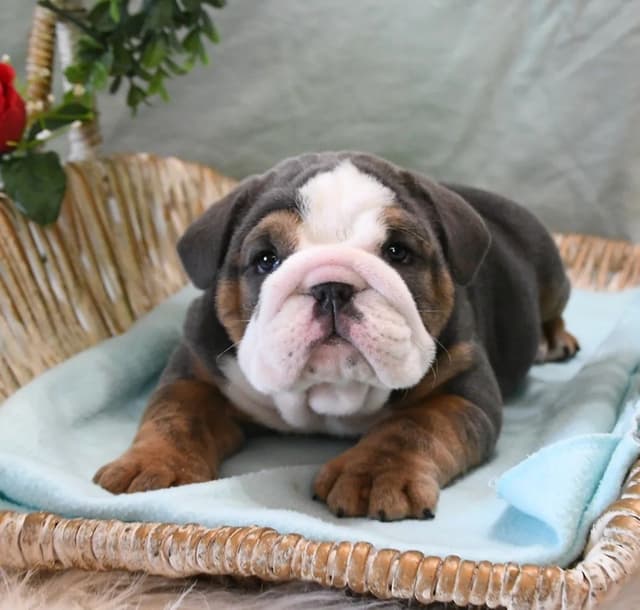 Bulldog Puppies media 7