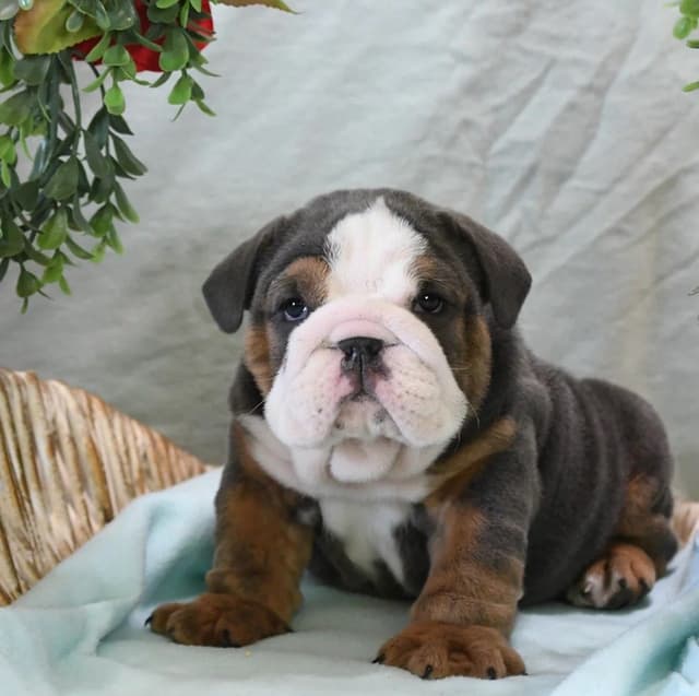 Bulldog Puppies media 6
