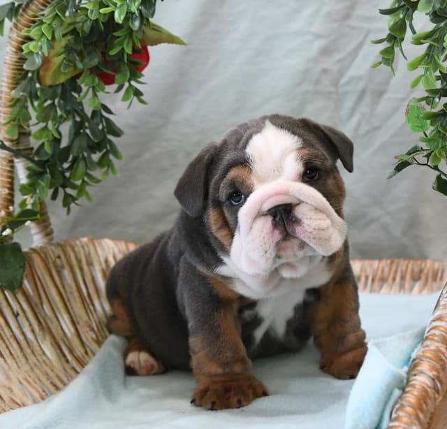 Bulldog Puppies media 8