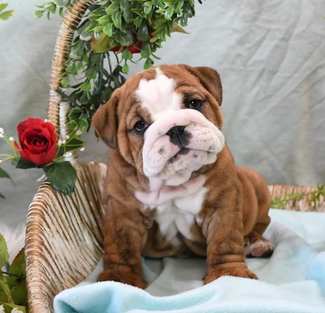 Bulldog Puppies media 9