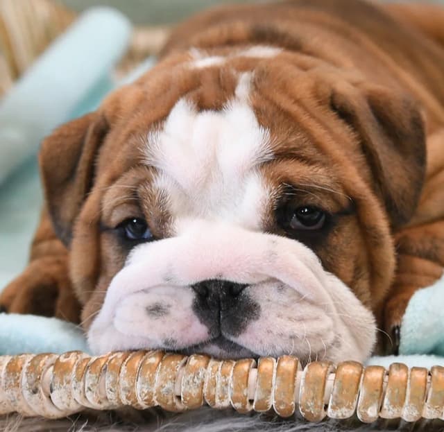Bulldog Puppies media 10