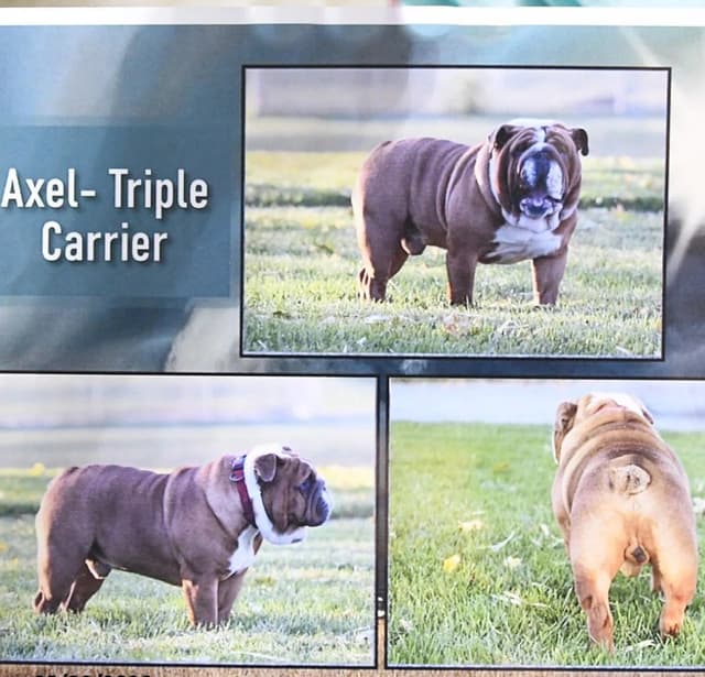 Bulldog Puppies media 11
