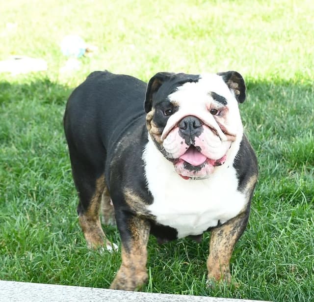 Bulldog Puppies media 12