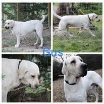 Labrador Retriever Puppies breeder image 1