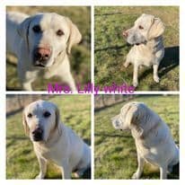 Labrador Retriever Puppies breeder image 2