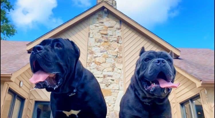 Italian Cane Corso Puppies- 12 weeks old breeder image 3