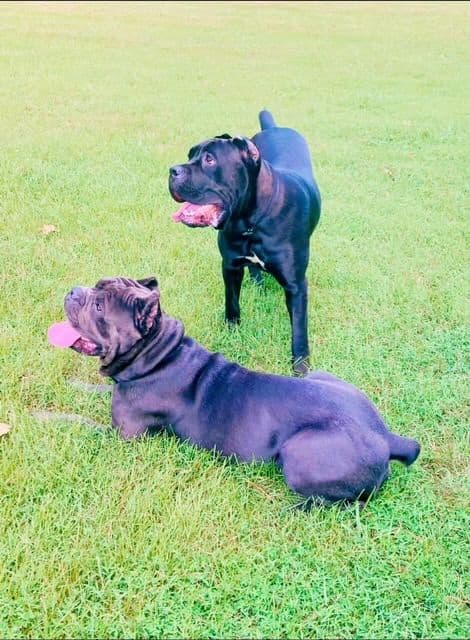 Italian Cane Corso Puppies- 12 weeks old breeder image 1