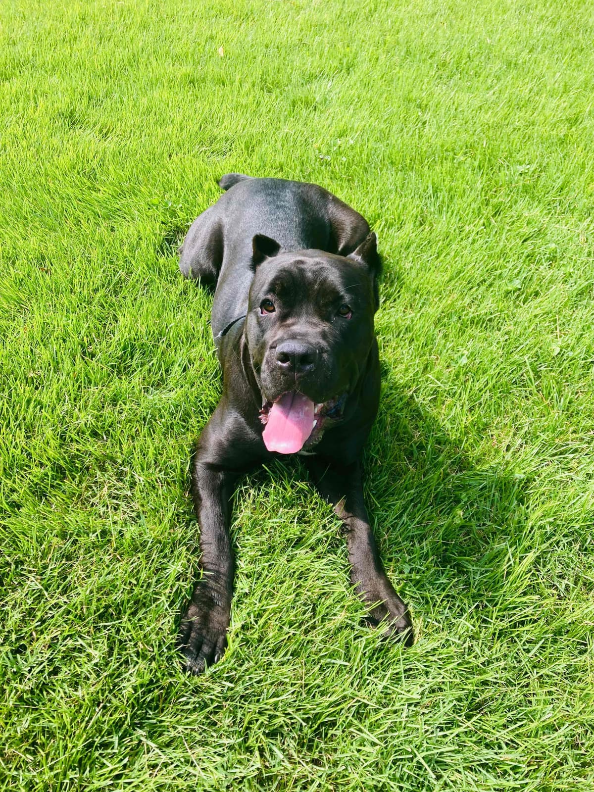 Italian Cane Corso Puppies- 12 weeks old breeder image 4
