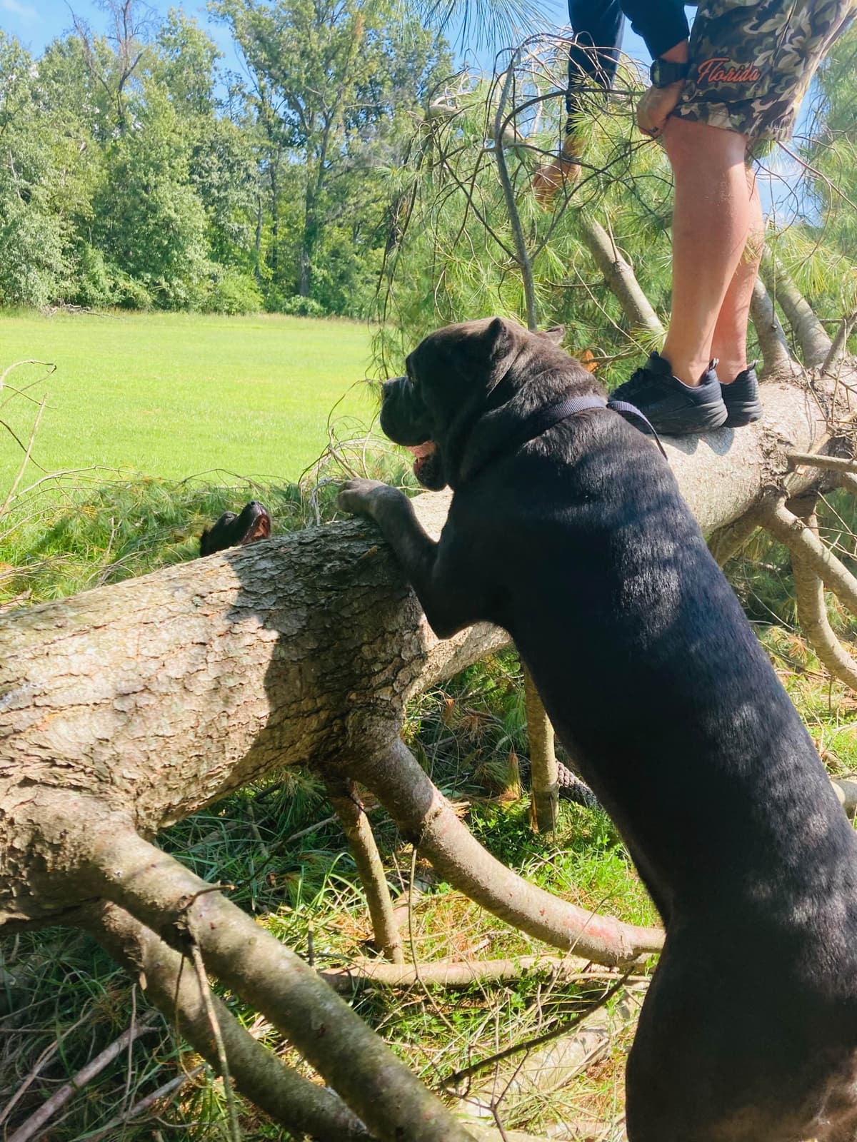 Italian Cane Corso Puppies- 12 weeks old breeder image 5