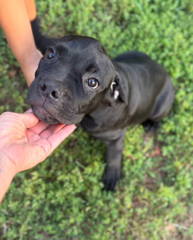 Italian Cane Corso Puppies- 12 weeks old media 2