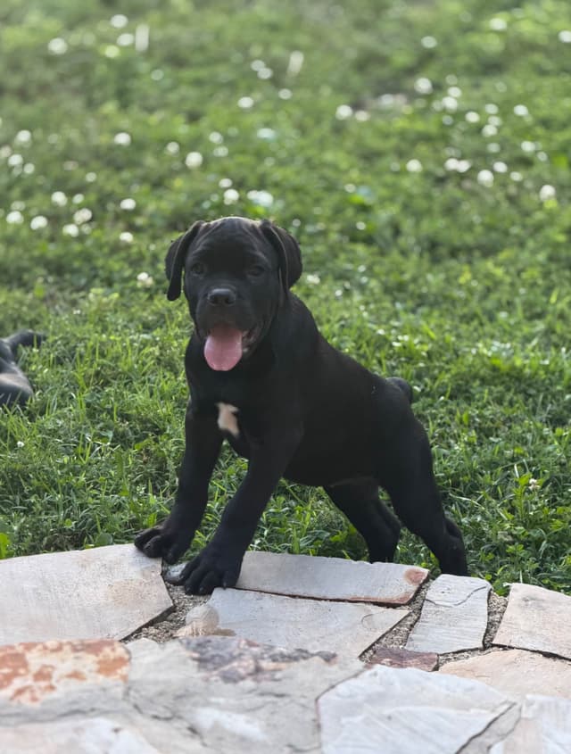 Italian Cane Corso Puppies- 12 weeks old media 3