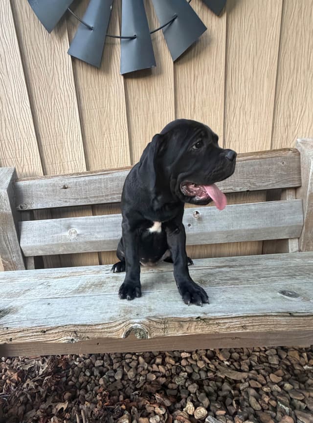 Italian Cane Corso Puppies- 12 weeks old media 4