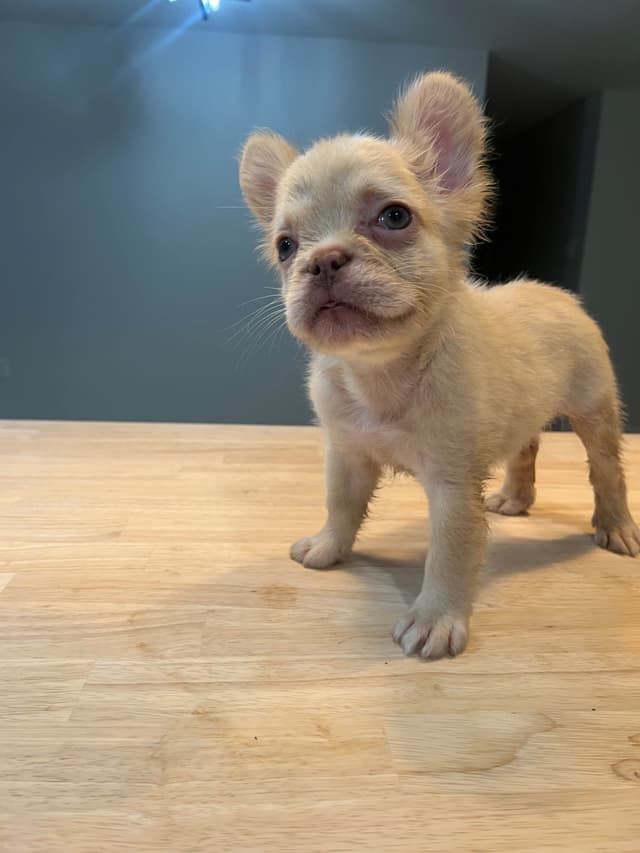 French Bulldog Puppies media 3