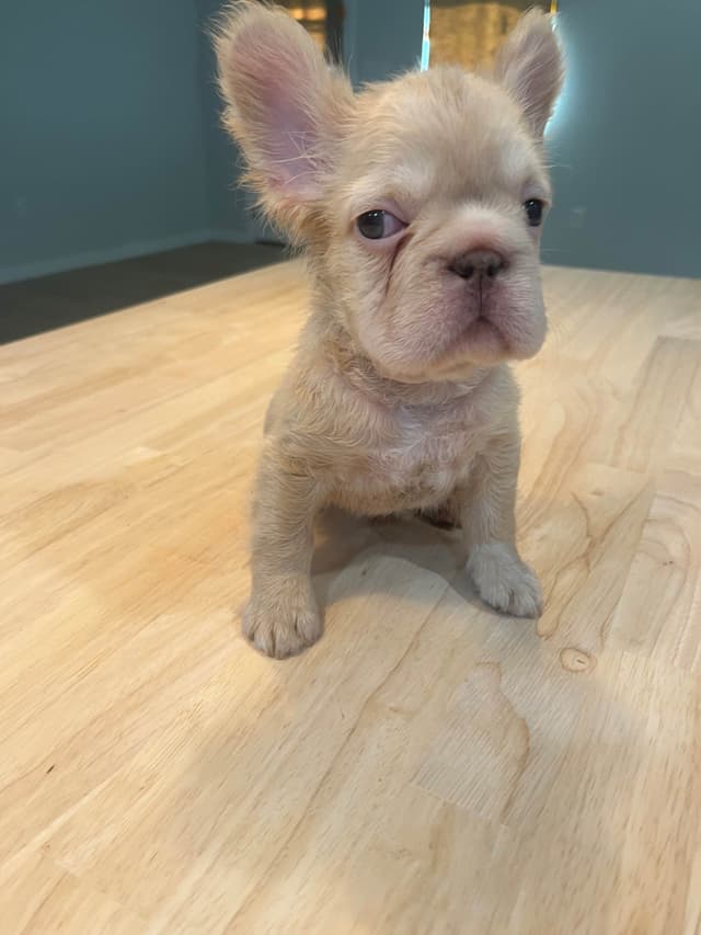 French Bulldog Puppies media 2