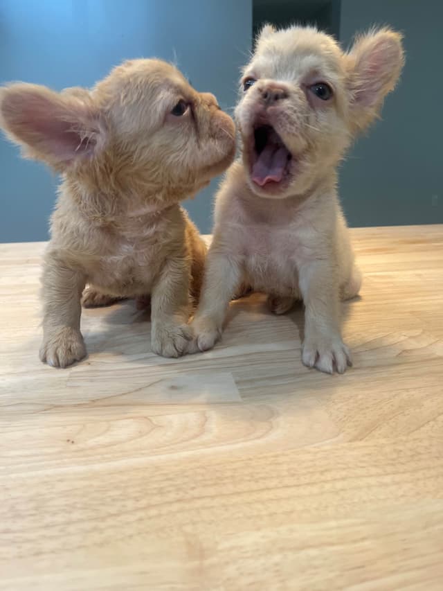 French Bulldog Puppies media 4