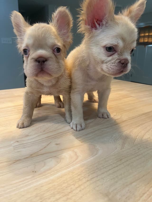 French Bulldog Puppies media 5