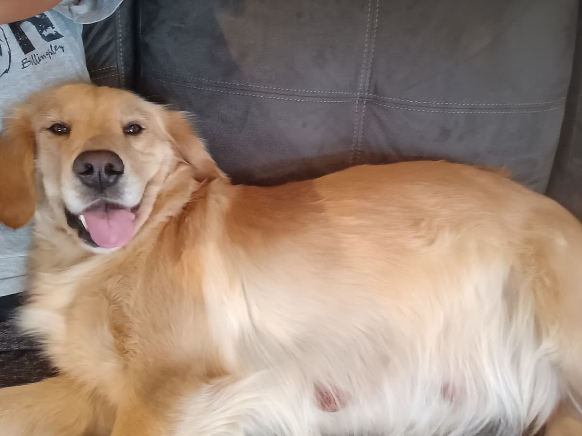Golden Retriever Puppies breeder image 19