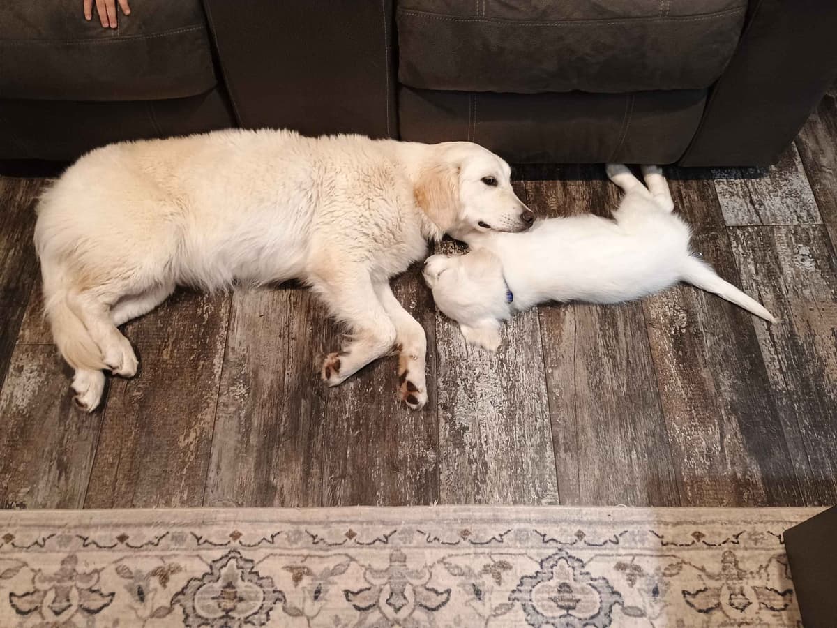 Golden Retriever Puppies breeder image 21