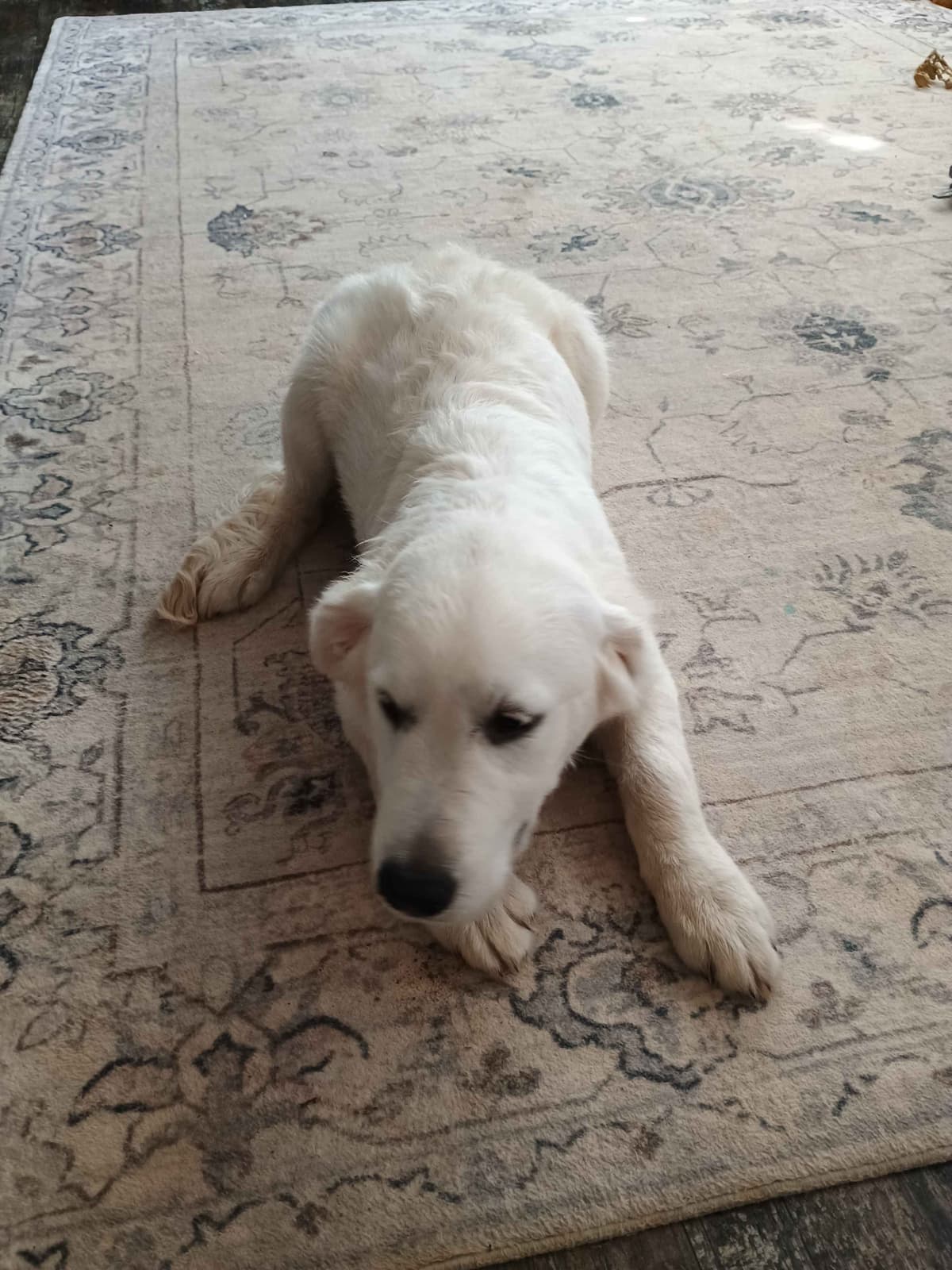 Golden Retriever Puppies breeder image 27