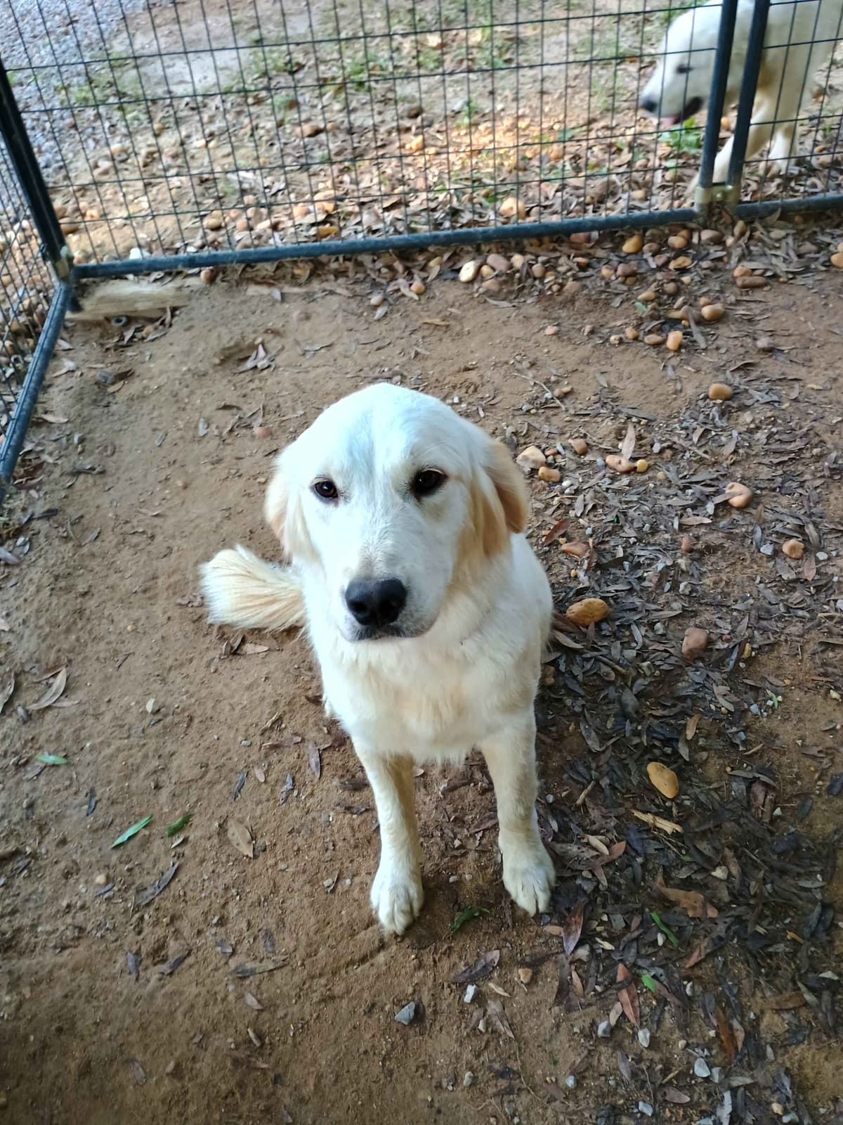Golden Retriever Puppies breeder image 26