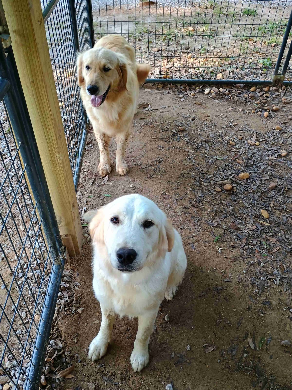 Golden Retriever Puppies breeder image 25