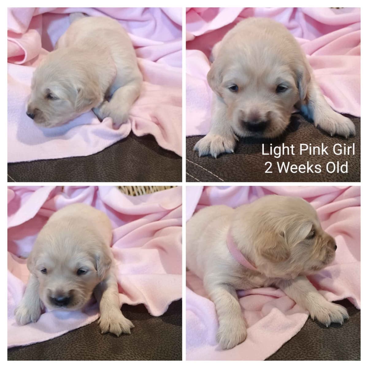 Golden Retriever Puppies breeder image 1