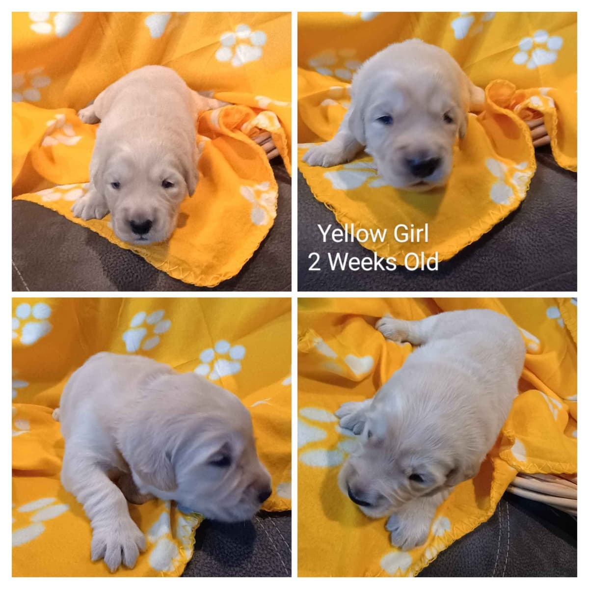 Golden Retriever Puppies breeder image 3