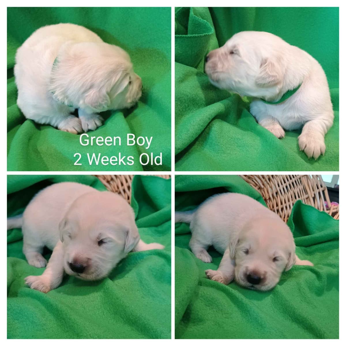 Golden Retriever Puppies breeder image 6