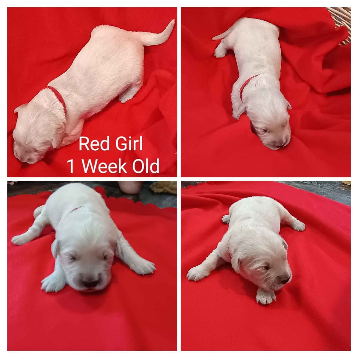 Golden Retriever Puppies breeder image 10