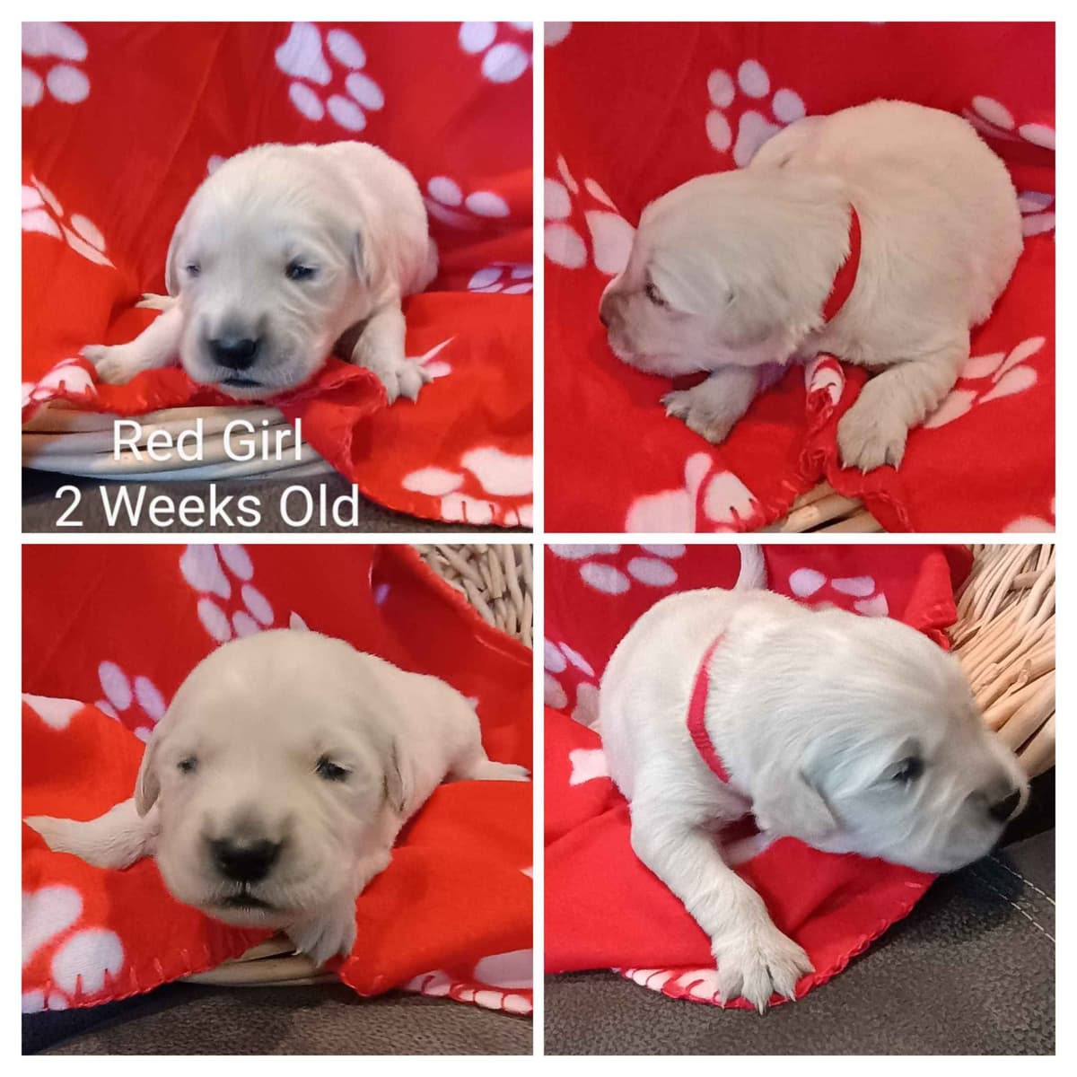 Golden Retriever Puppies breeder image 2
