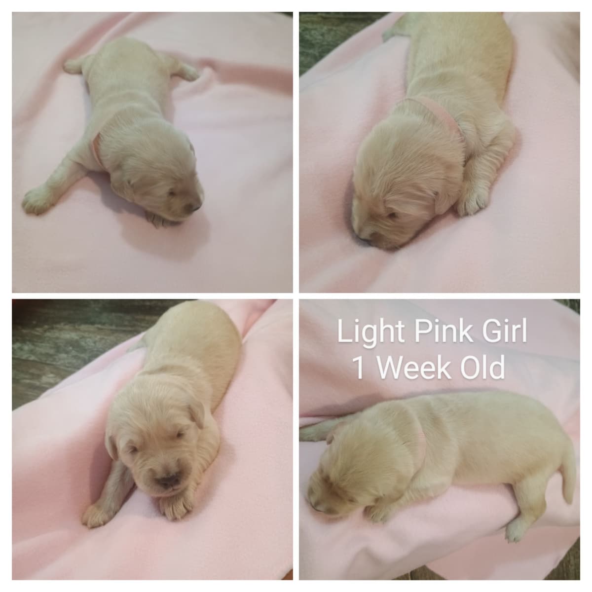 Golden Retriever Puppies breeder image 11