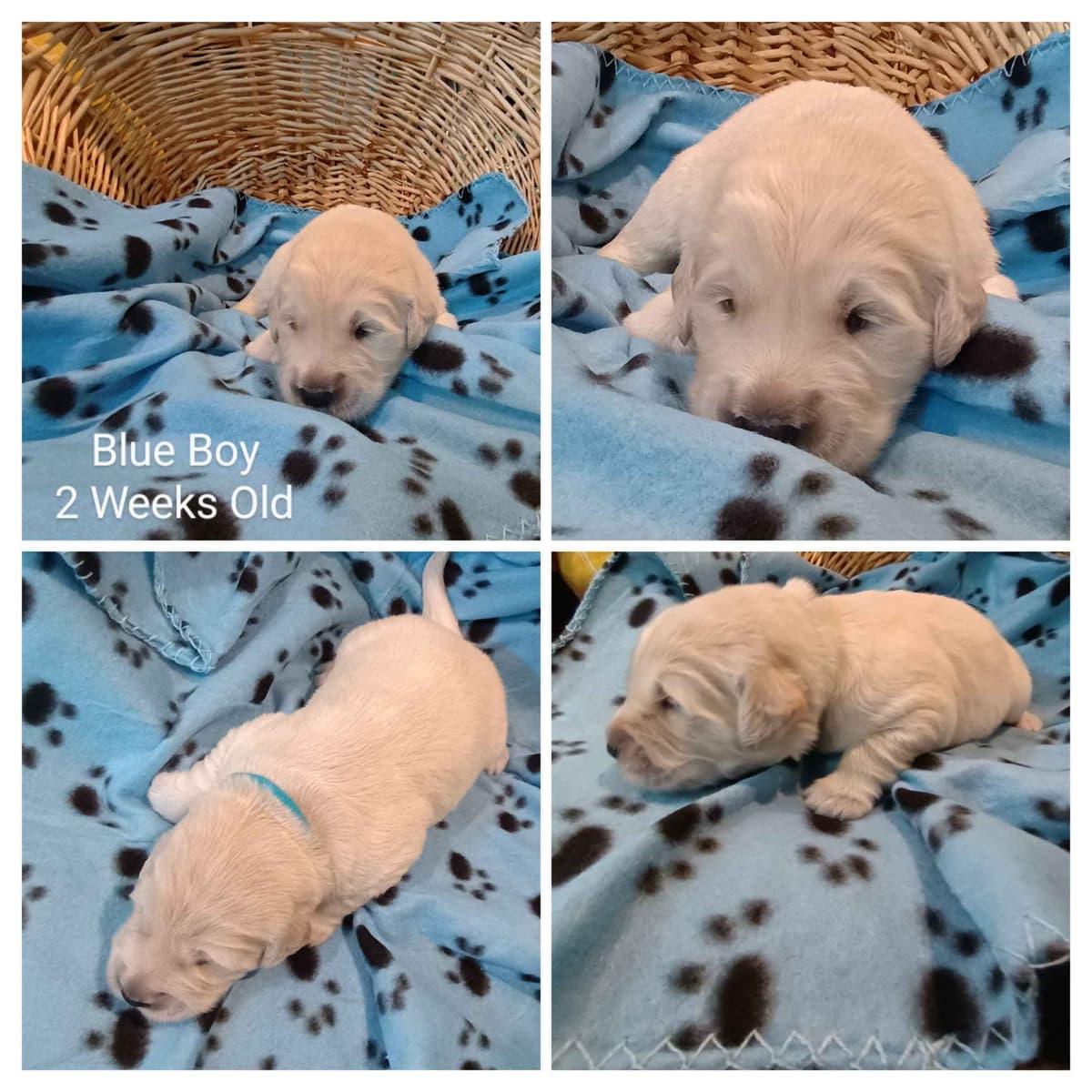 Golden Retriever Puppies breeder image 7