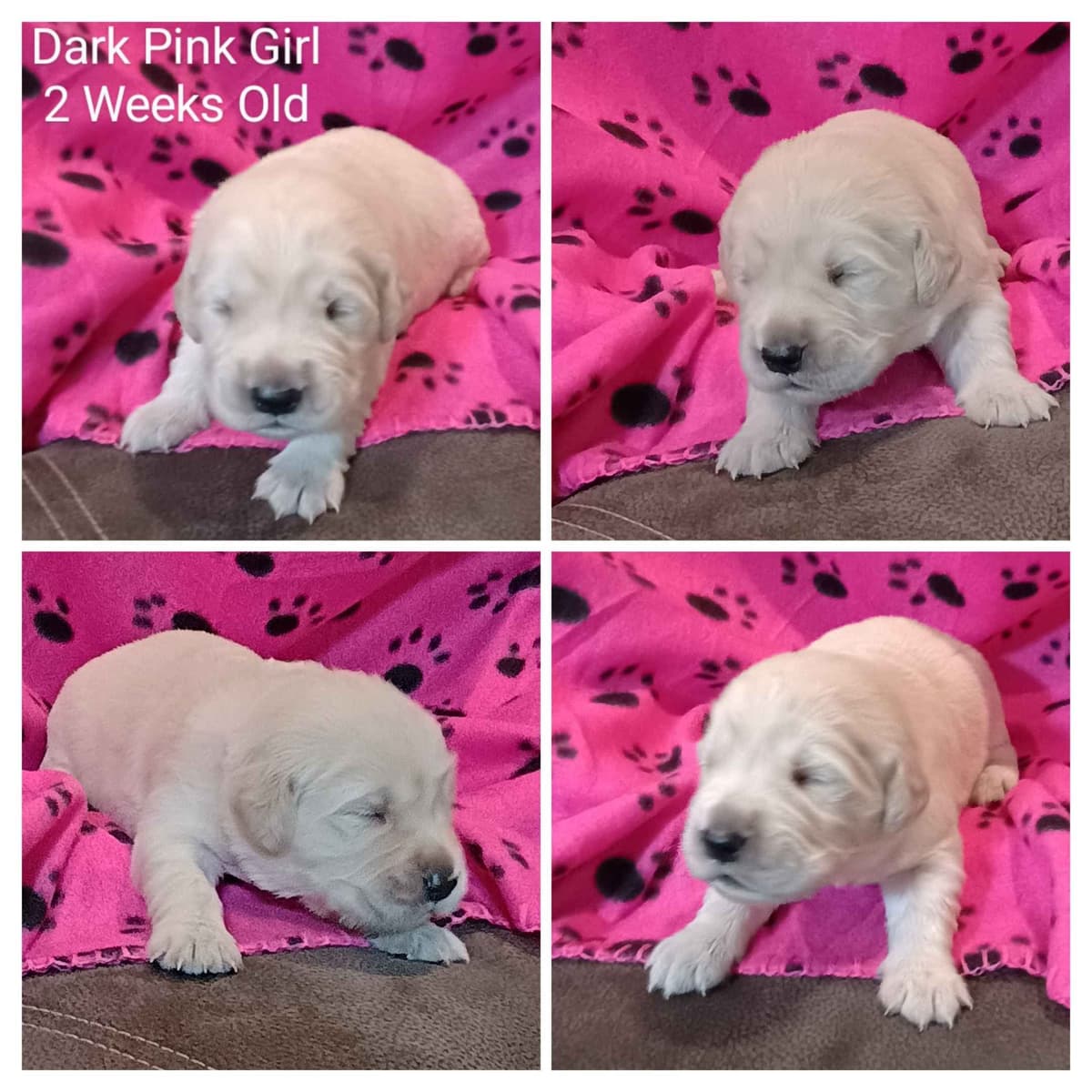 Golden Retriever Puppies breeder image 5
