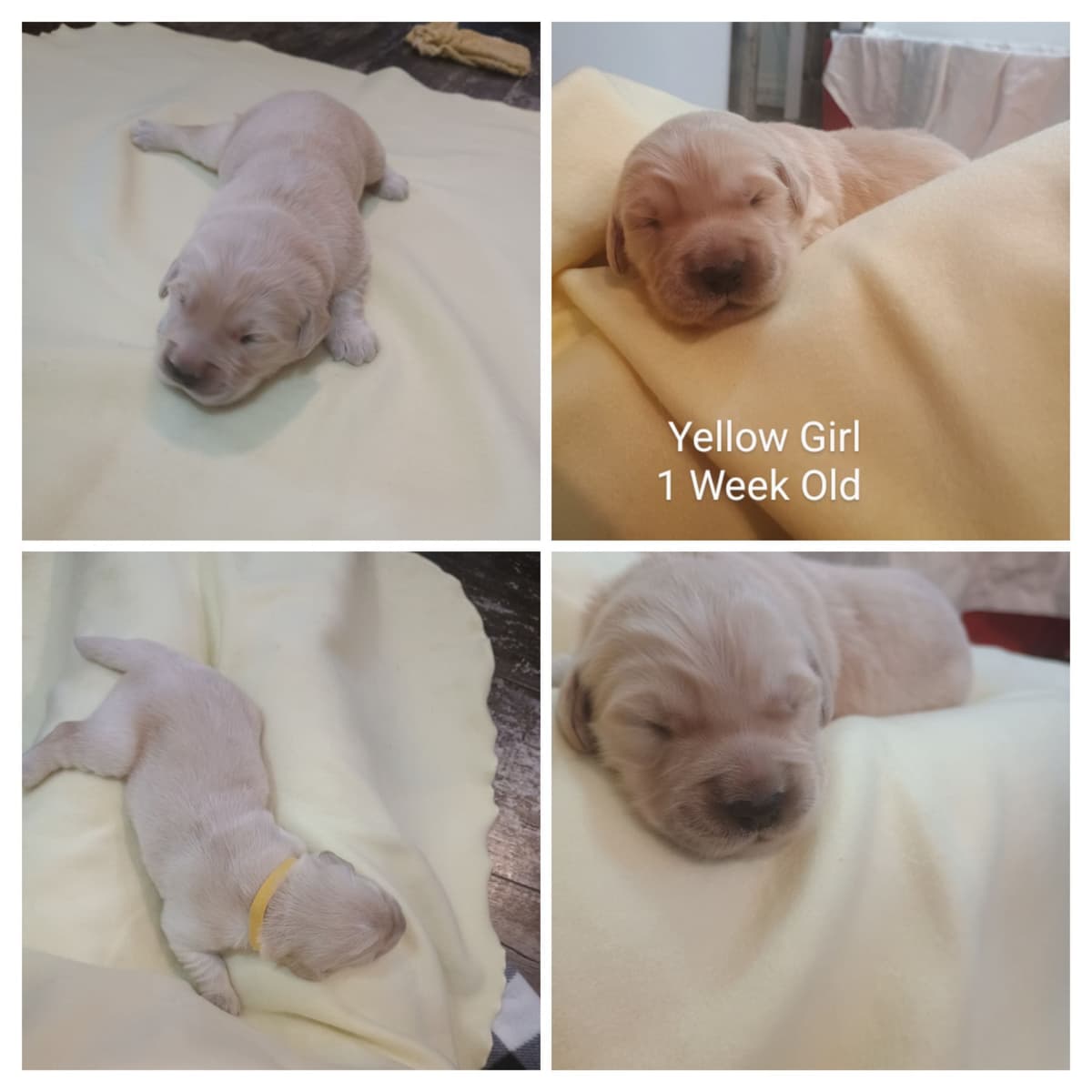 Golden Retriever Puppies breeder image 14