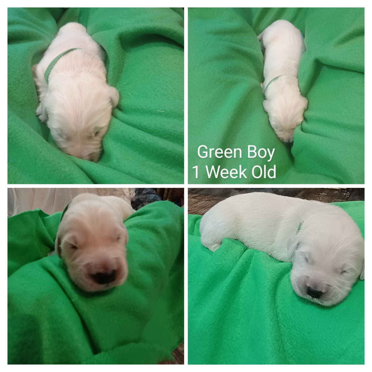 Golden Retriever Puppies breeder image 9