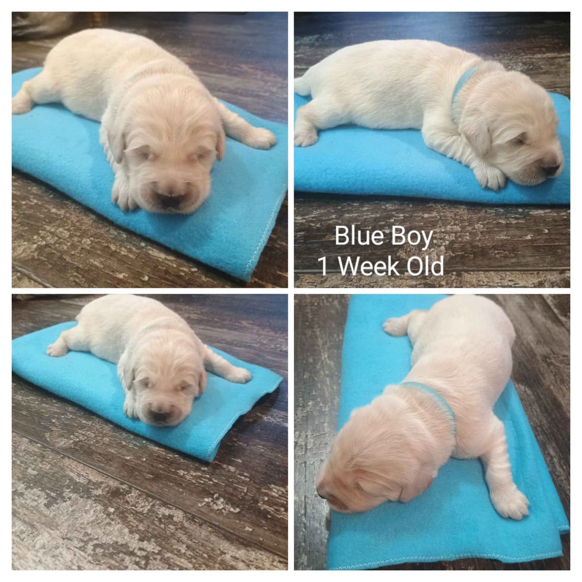 Golden Retriever Puppies breeder image 8