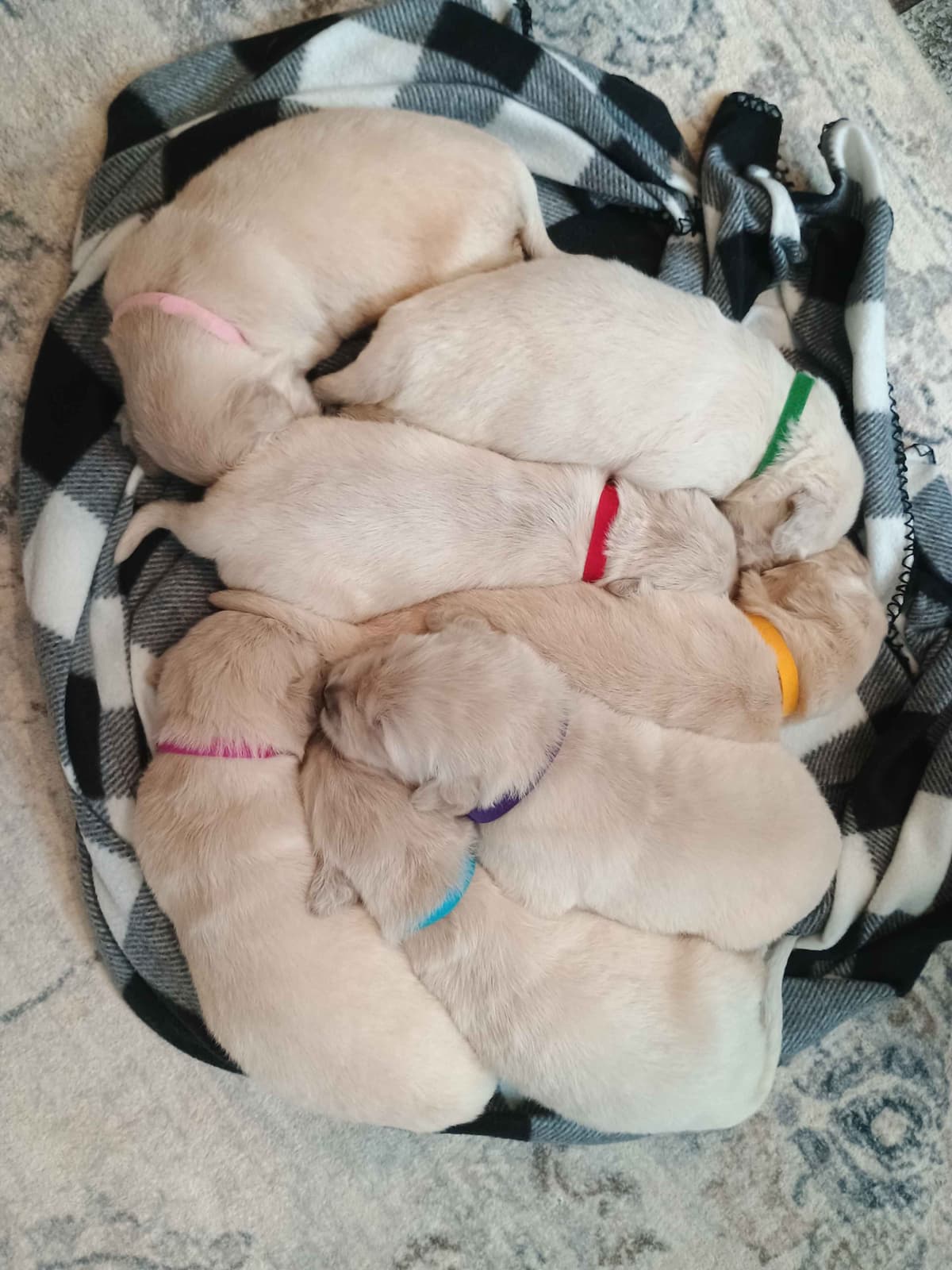 Golden Retriever Puppies breeder image 16