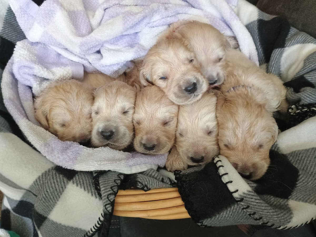 Golden Retriever Puppies breeder image 15