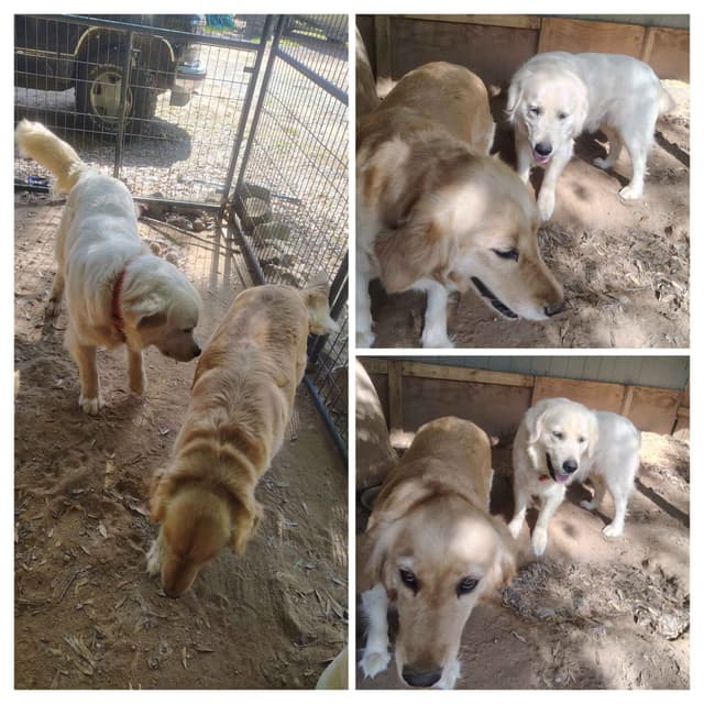 Golden Retriever Puppies media 4