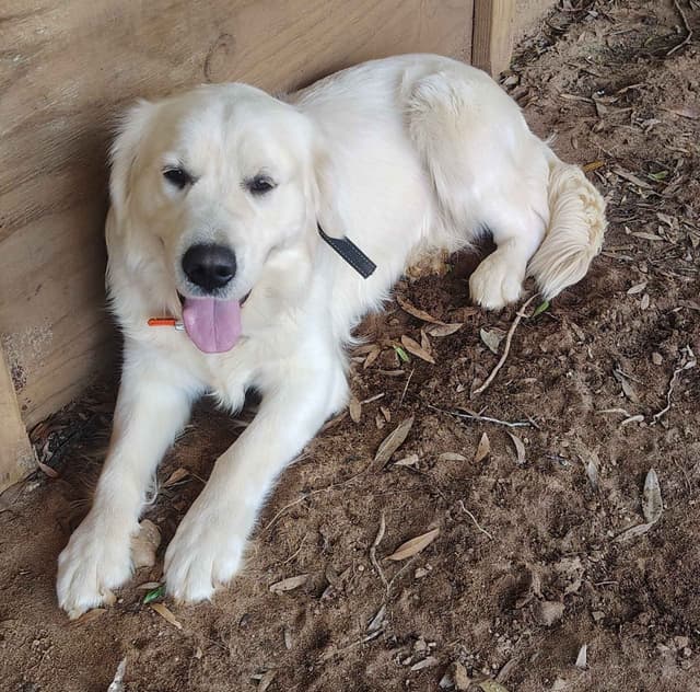 Golden Retriever Puppies media 5