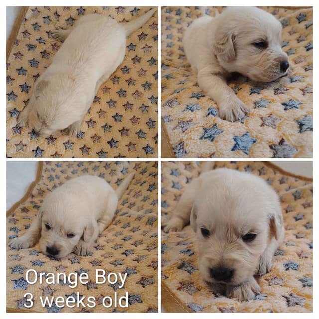 Golden Retriever Puppies media 3