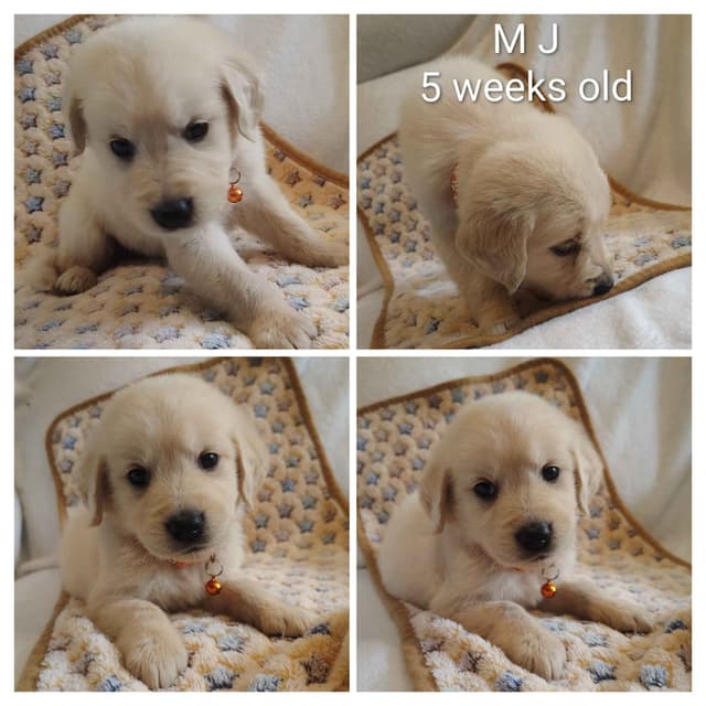 Golden Retriever Puppies media 6