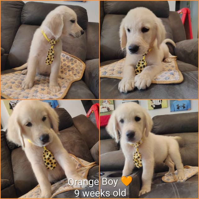 Golden Retriever Puppies media 2
