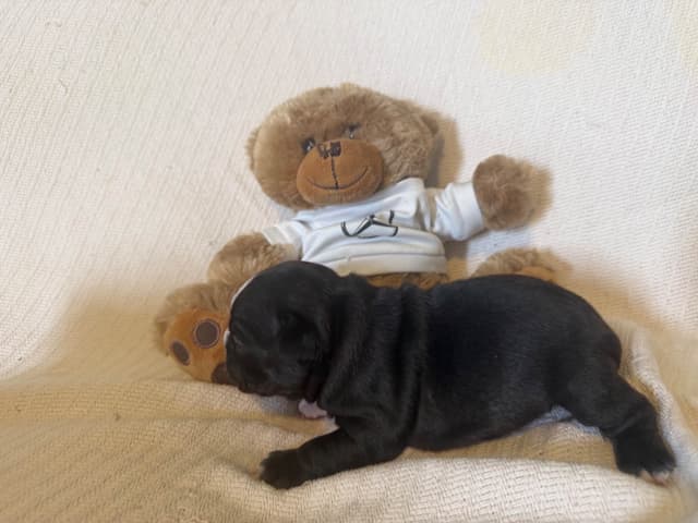 French Bulldog Puppies media 3