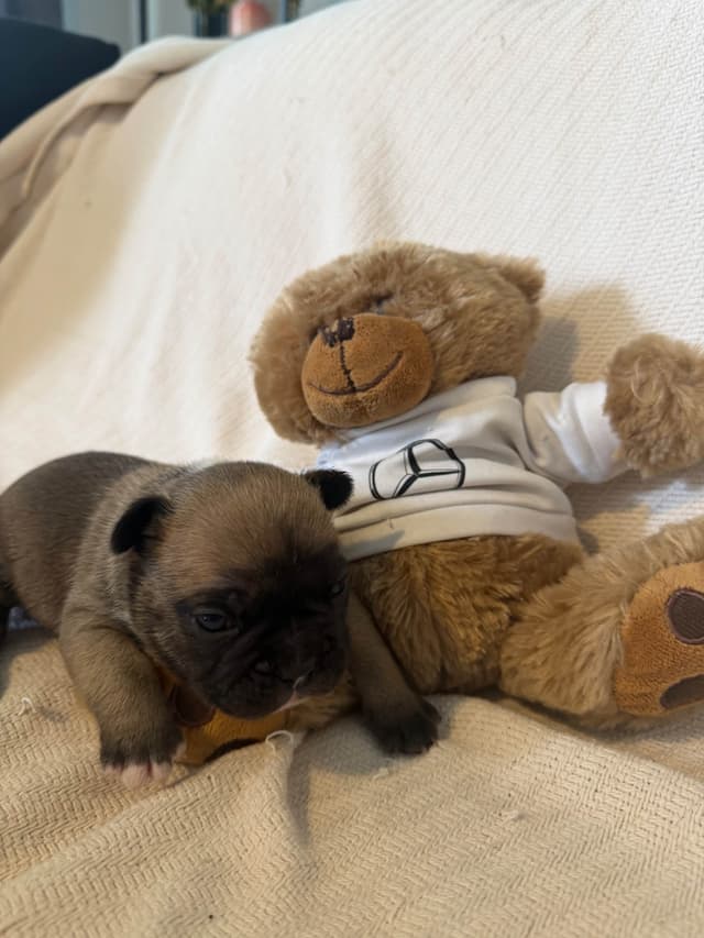 French Bulldog Puppies media 4