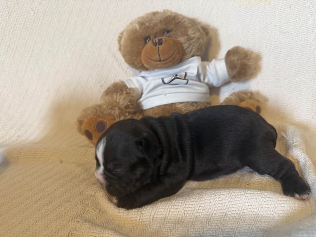 French Bulldog Puppies media 5