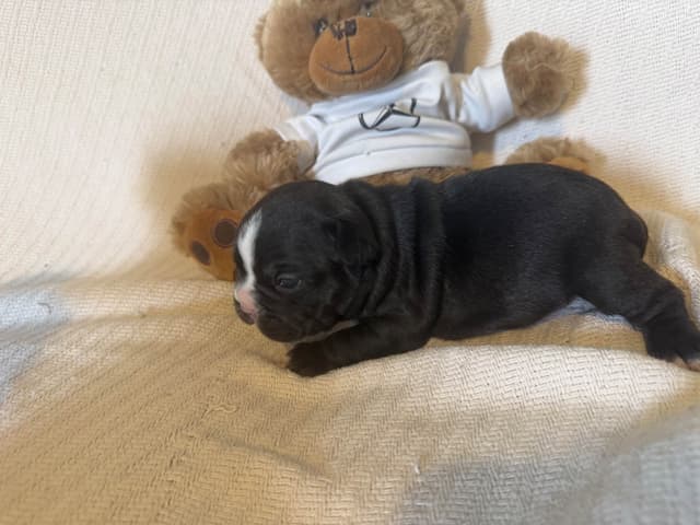 French Bulldog Puppies media 6