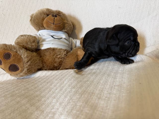 French Bulldog Puppies media 7