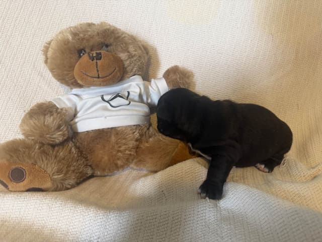 French Bulldog Puppies media 8