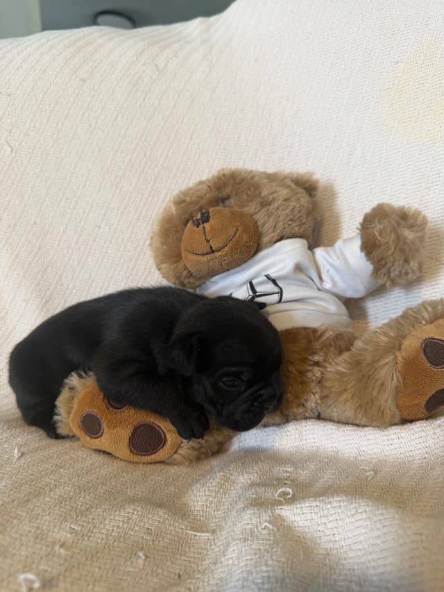 French Bulldog Puppies media 9